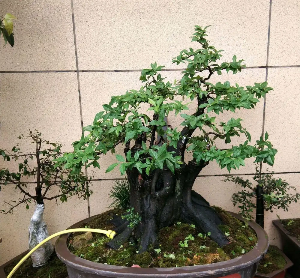 上盆半個月的金彈子盆景脫水萎蔫了怎麼辦?5個措施,秋季爆芽多