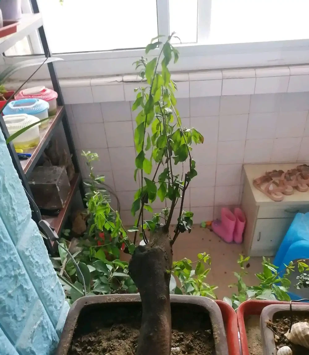 上盆半個月的金彈子盆景脫水萎蔫了怎麼辦?5個措施,秋季爆芽多