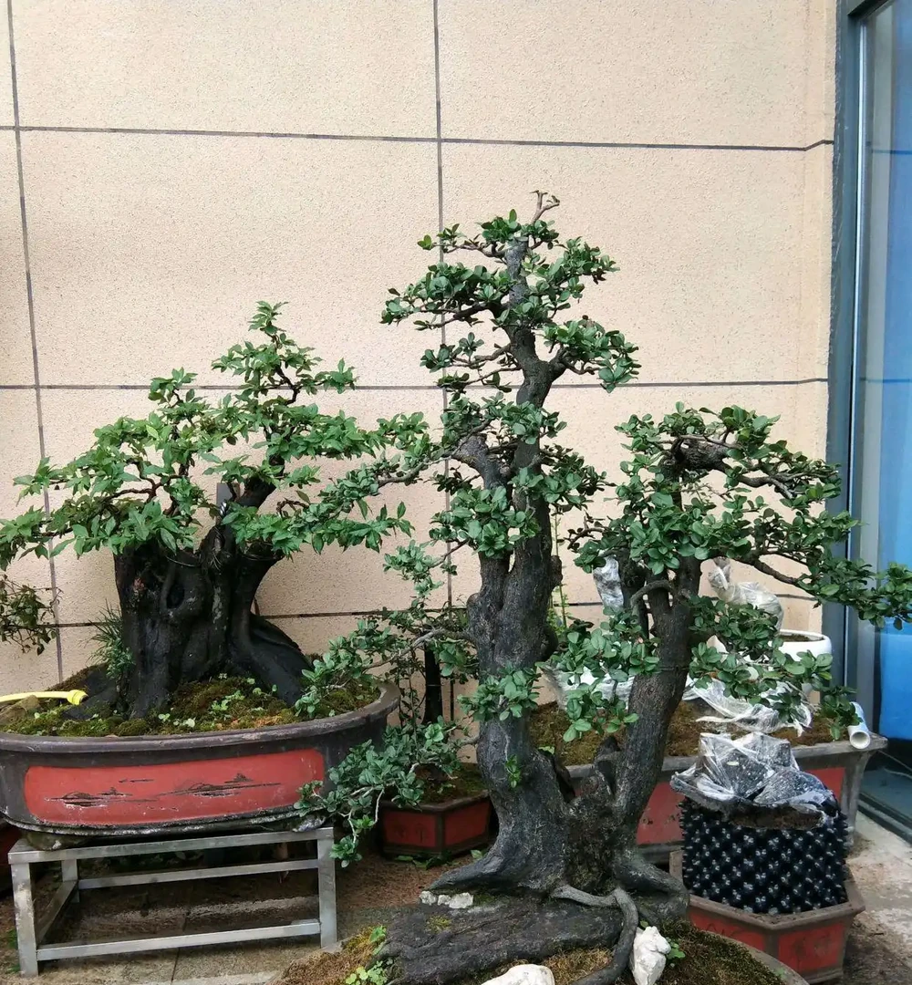 上盆半個月的金彈子盆景脫水萎蔫了怎麼辦?5個措施,秋季爆芽多