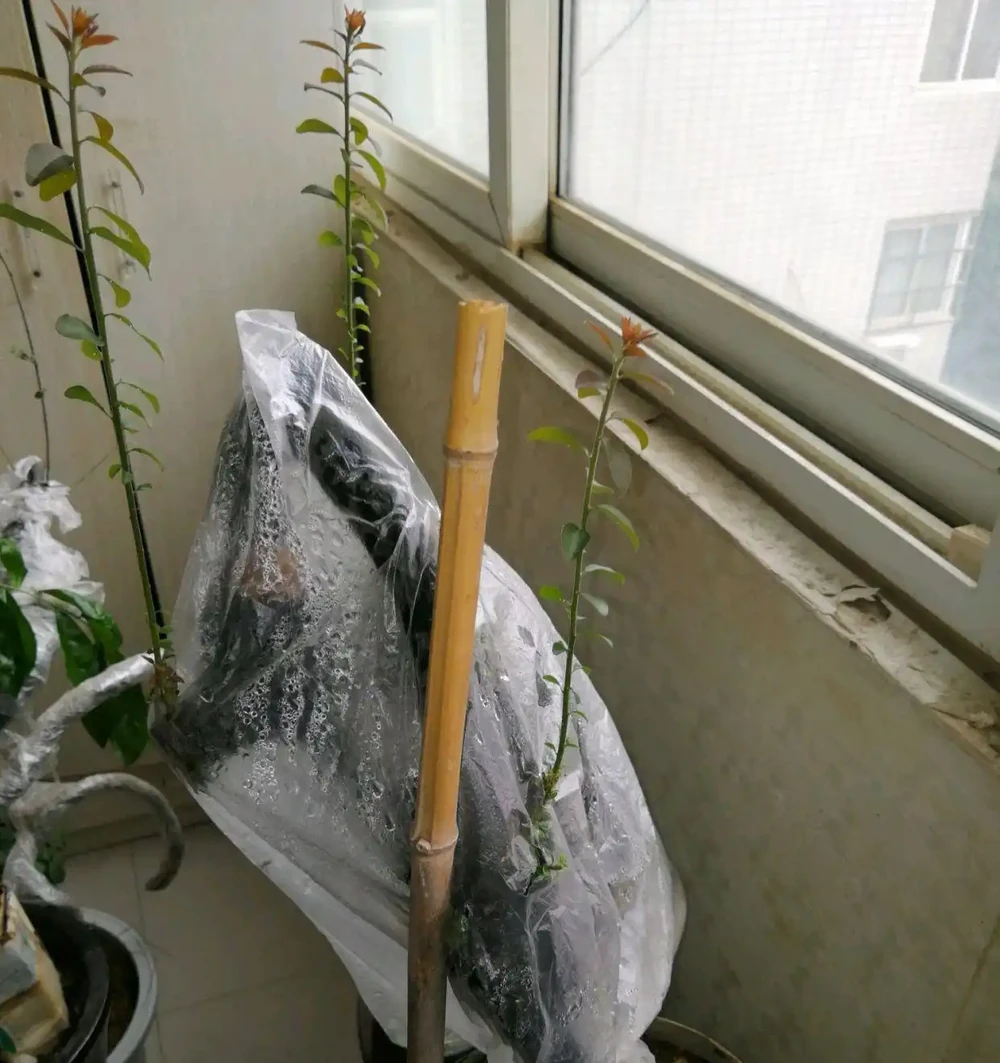 上盆半個月的金彈子盆景脫水萎蔫了怎麼辦?5個措施,秋季爆芽多