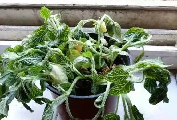 園藝新手、老人：盆栽植物花葉萎靡不振？該自查這7個原因