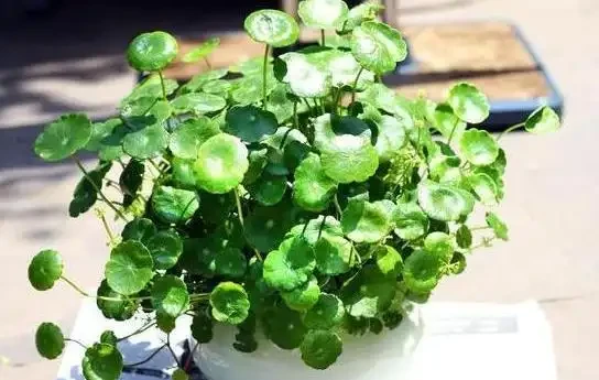 園藝新手、老人：盆栽植物花葉萎靡不振？該自查這7個原因