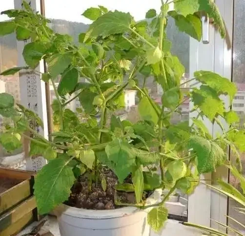 園藝新手、老人：盆栽植物花葉萎靡不振？該自查這7個原因