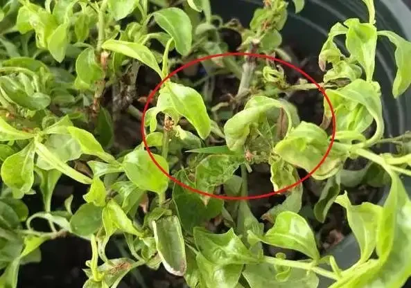 園藝新手、老人：盆栽植物花葉萎靡不振？該自查這7個原因
