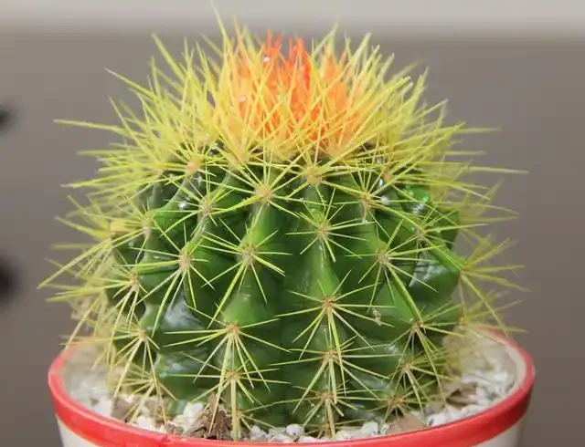 養仙人掌球，記住4步，養的圓滾滾，翠綠又碩大，個個都開花