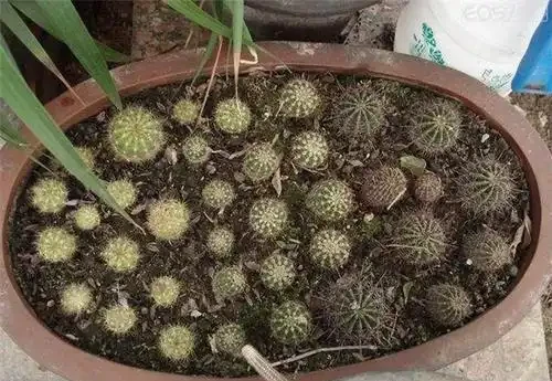 養仙人掌球，記住4步，養的圓滾滾，翠綠又碩大，個個都開花