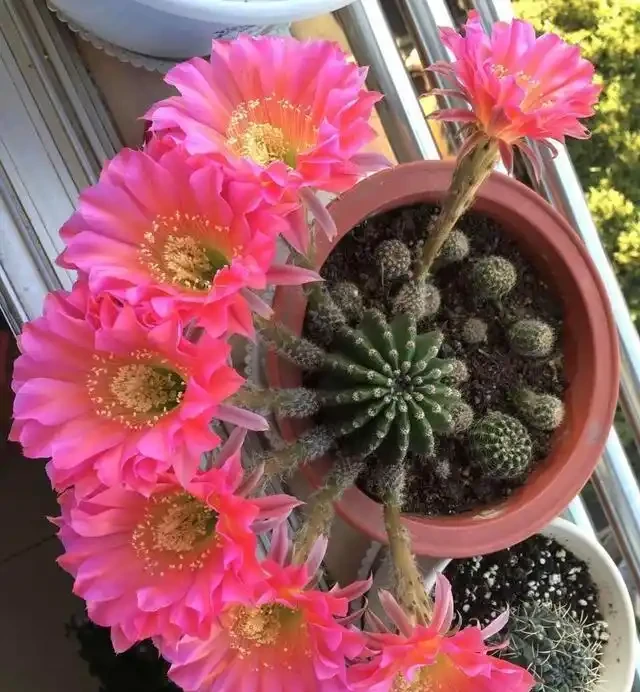 養仙人掌球，記住4步，養的圓滾滾，翠綠又碩大，個個都開花