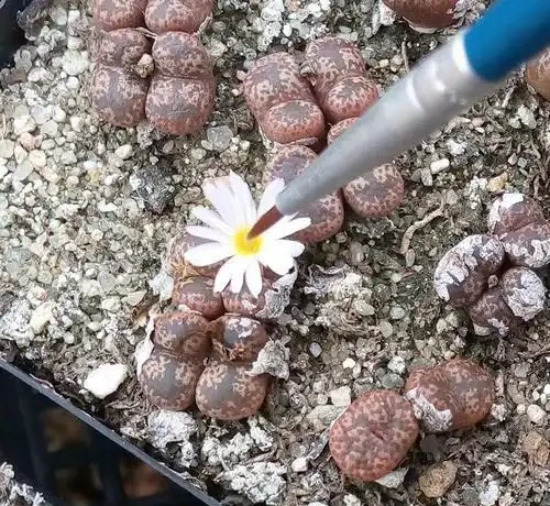 養仙人掌球，記住4步，養的圓滾滾，翠綠又碩大，個個都開花