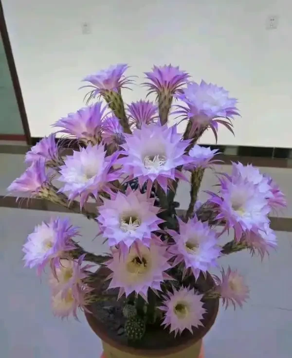 養仙人掌球，記住4步，養的圓滾滾，翠綠又碩大，個個都開花