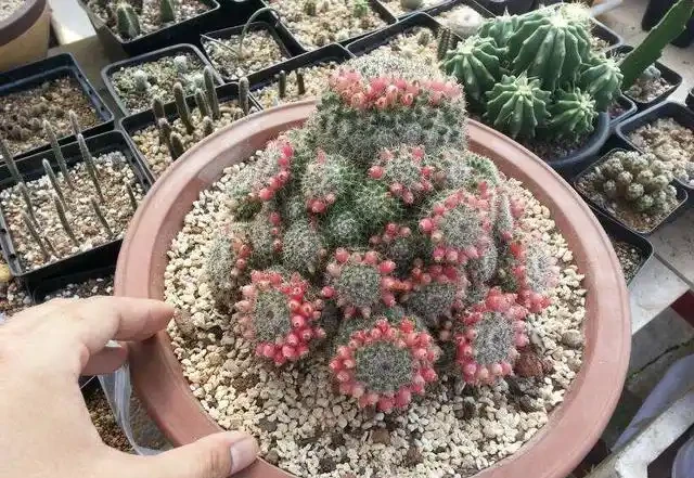 養仙人掌球，記住4步，養的圓滾滾，翠綠又碩大，個個都開花