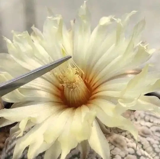 養仙人掌球，記住4步，養的圓滾滾，翠綠又碩大，個個都開花