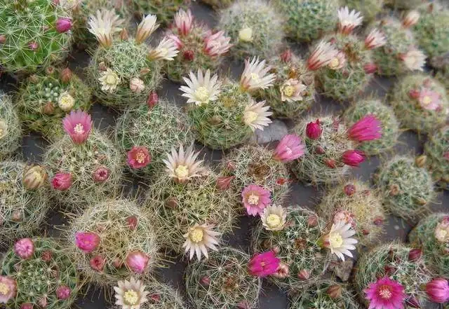 養仙人掌球，記住4步，養的圓滾滾，翠綠又碩大，個個都開花