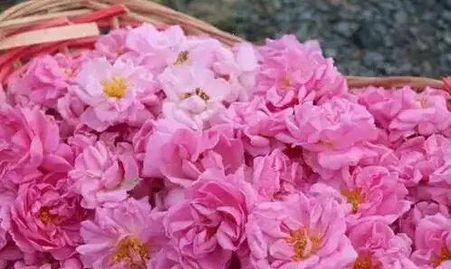 室內栽種名花玫瑰,想要讓它開花滿盆,1種「旺根水」可以用上