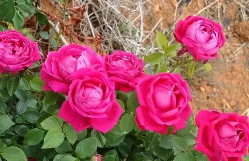 室內栽種名花玫瑰,想要讓它開花滿盆,1種「旺根水」可以用上