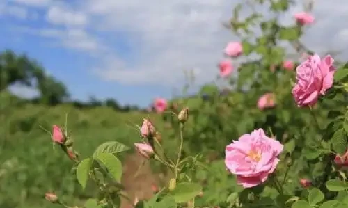 室內栽種名花玫瑰,想要讓它開花滿盆,1種「旺根水」可以用上