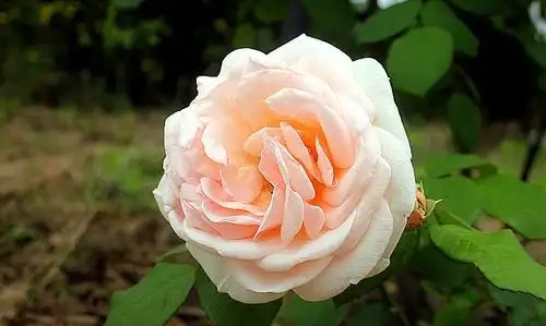 室內栽種名花玫瑰,想要讓它開花滿盆,1種「旺根水」可以用上