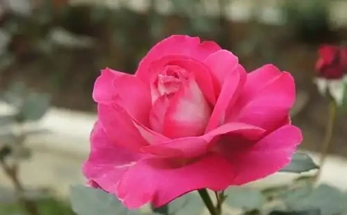室內栽種名花玫瑰,想要讓它開花滿盆,1種「旺根水」可以用上