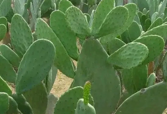 仙人掌最快速的繁殖方法，一片就能變十棵，好多人都不知道