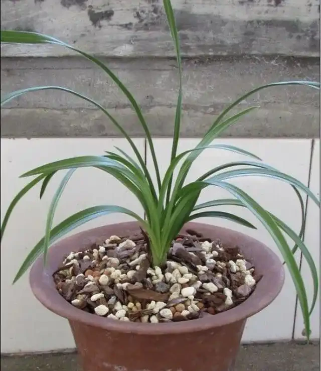 植金石種蘭花雖好，但家庭養蘭用法錯誤，不但長不好，還容易枯萎