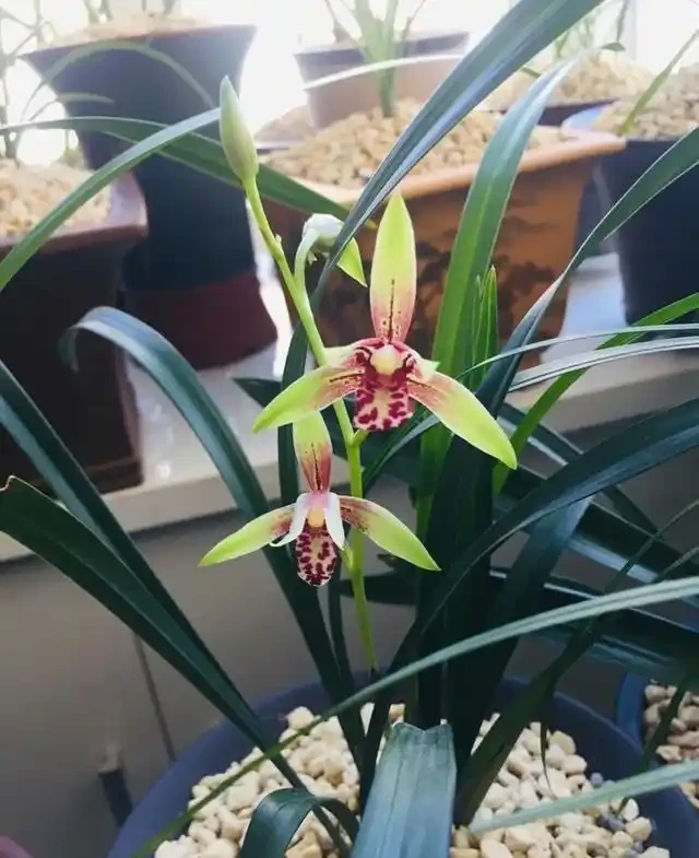 植金石種蘭花雖好，但家庭養蘭用法錯誤，不但長不好，還容易枯萎