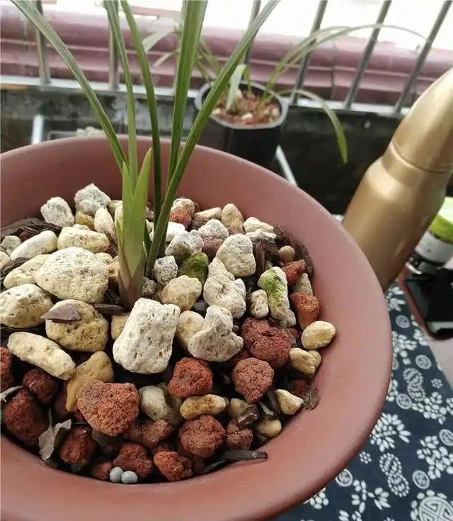 植金石種蘭花雖好，但家庭養蘭用法錯誤，不但長不好，還容易枯萎