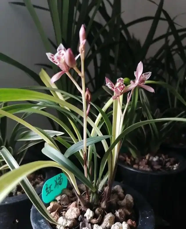 植金石種蘭花雖好，但家庭養蘭用法錯誤，不但長不好，還容易枯萎