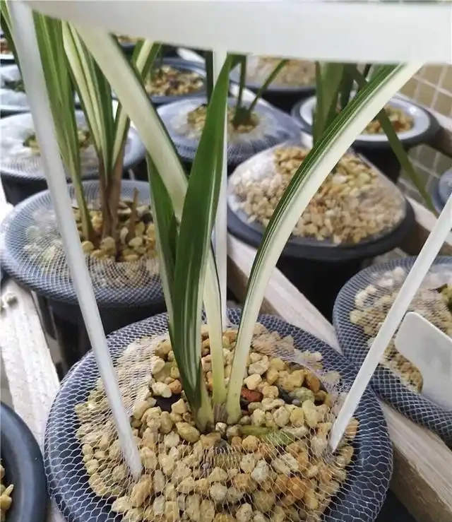 植金石種蘭花雖好，但家庭養蘭用法錯誤，不但長不好，還容易枯萎