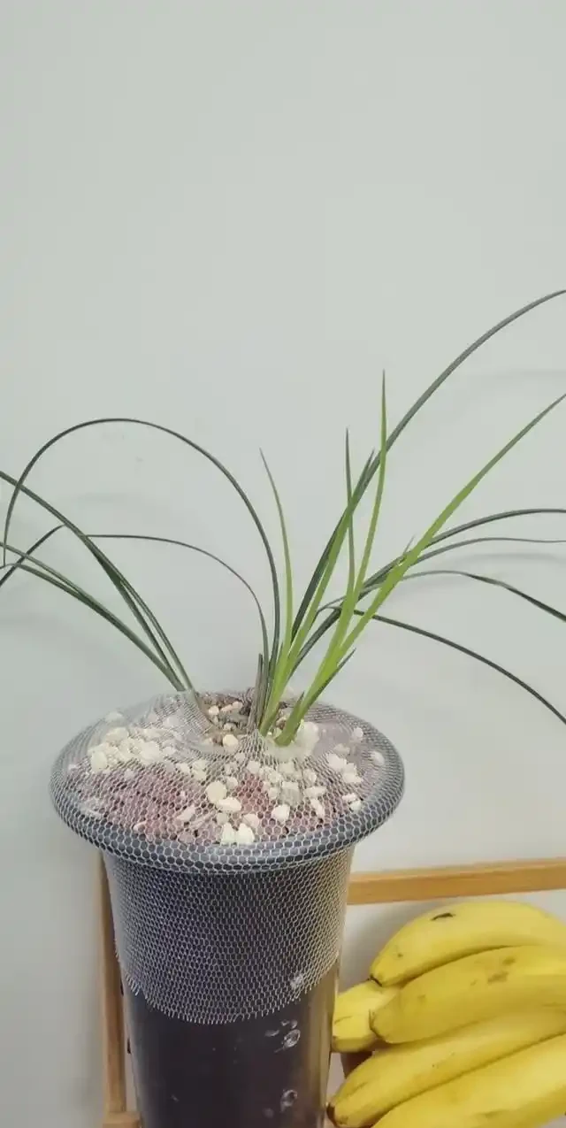 植金石種蘭花雖好，但家庭養蘭用法錯誤，不但長不好，還容易枯萎