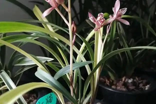 植金石種蘭花雖好，但家庭養蘭用法錯誤，不但長不好，還容易枯萎