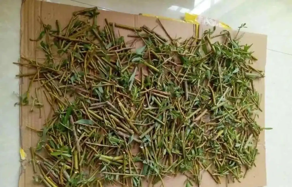 5種自制「長根水」,好用又省錢,插枝前泡一泡,大白根呼呼冒!