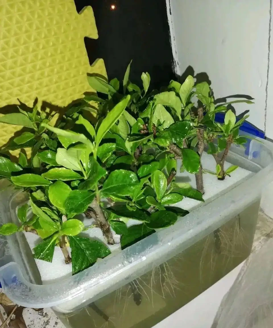 5種自制「長根水」,好用又省錢,插枝前泡一泡,大白根呼呼冒!