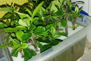 5種自制「長根水」，好用又省錢，插枝前泡一泡，大白根呼呼冒！
