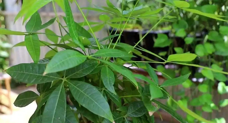 發財樹葉子黃，4個養護細節沒做好，及時改正還能救活