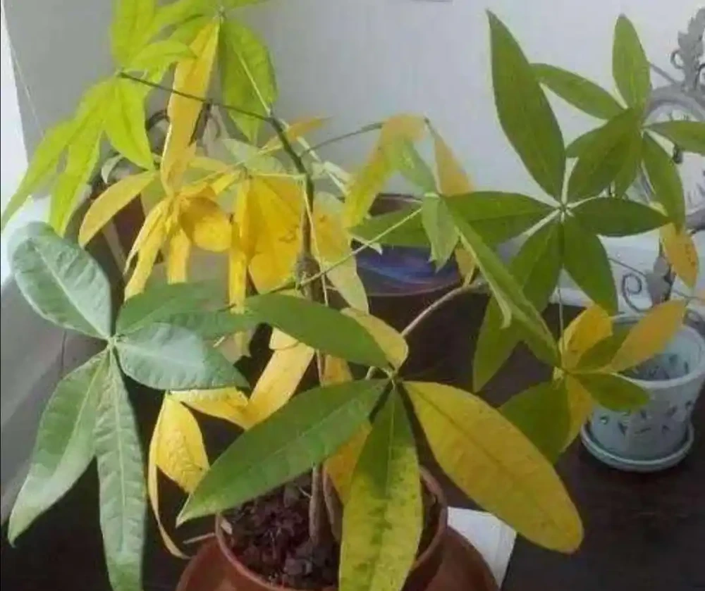 發財樹葉子黃，4個養護細節沒做好，及時改正還能救活