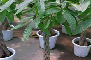 發財樹葉子黃，4個養護細節沒做好，及時改正還能救活