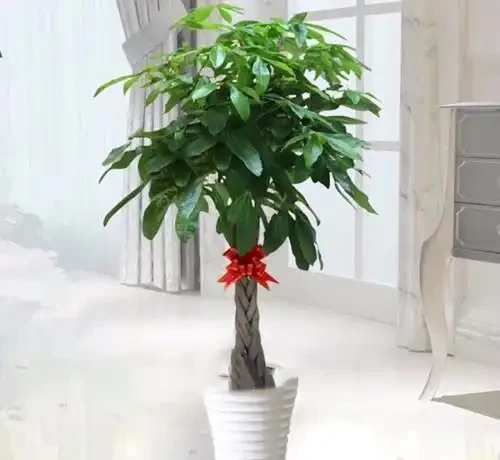 發財樹葉子不精神,這幾個養護要點,你注意了嗎?