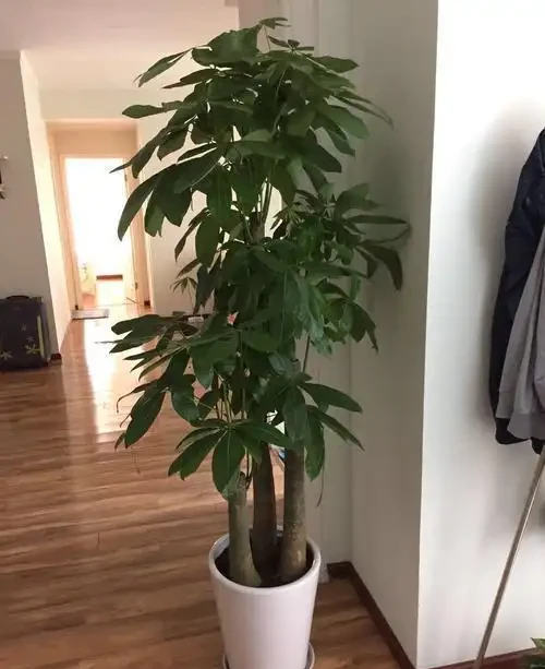 發財樹葉子不精神,這幾個養護要點,你注意了嗎?