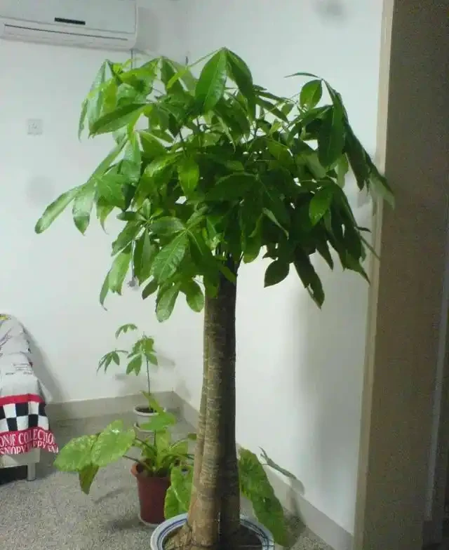 發財樹葉子不精神,這幾個養護要點,你注意了嗎?