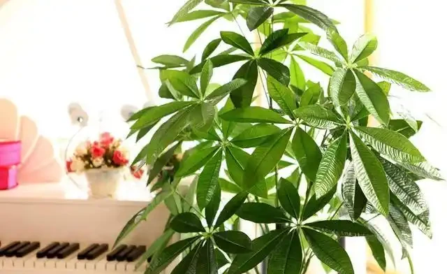 發財樹葉子不精神,這幾個養護要點,你注意了嗎?