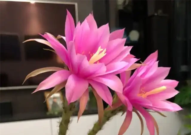 仙人掌開花比碗還大，寓意好兆頭！