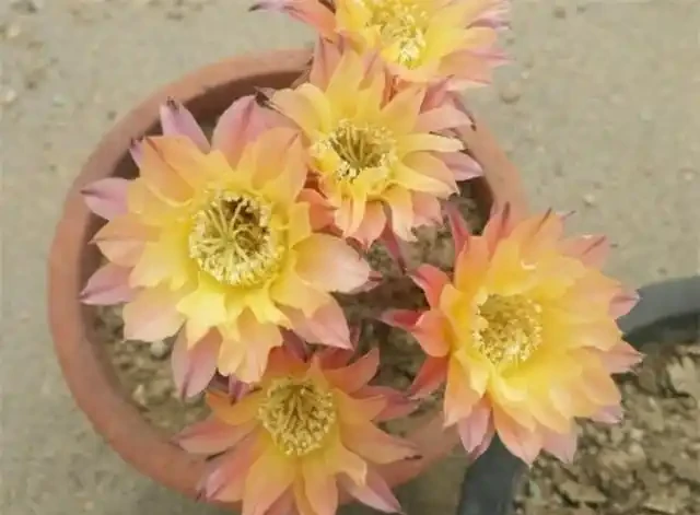 仙人掌開花比碗還大，寓意好兆頭！