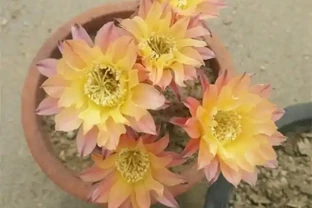 仙人掌開花比碗還大，寓意好兆頭！