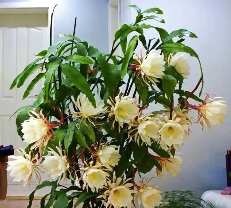 適合臥室養的八種花，安神又助眠、清雅又健康，一夜好夢睡得香！
