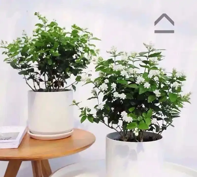 適合臥室養的八種花，安神又助眠、清雅又健康，一夜好夢睡得香！