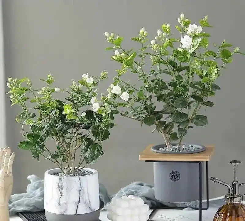 適合臥室養的八種花，安神又助眠、清雅又健康，一夜好夢睡得香！