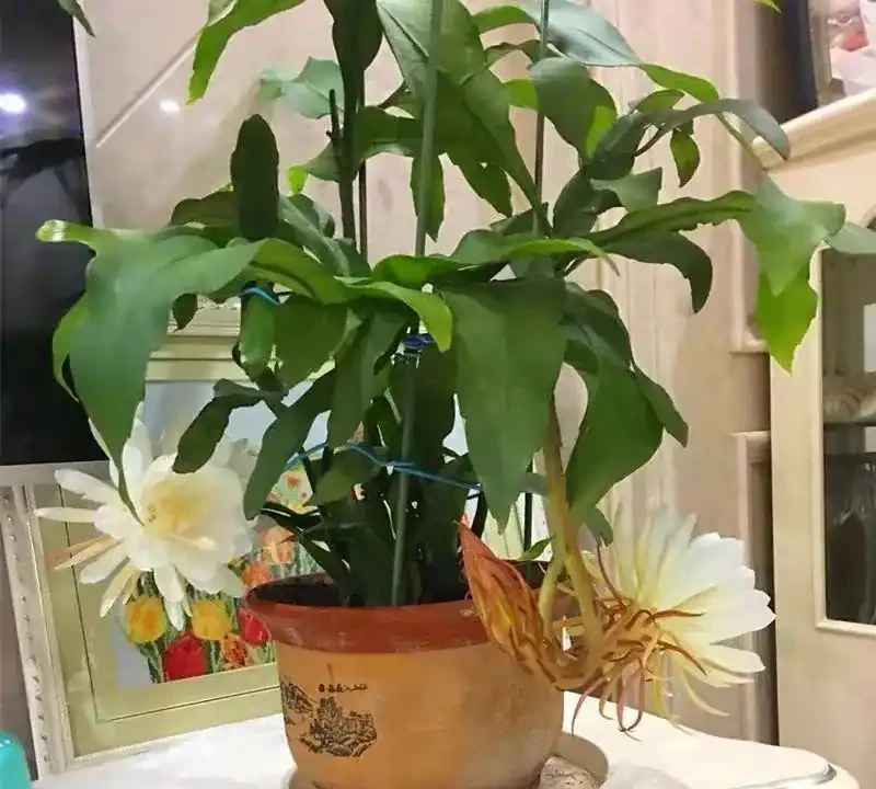 適合臥室養的八種花，安神又助眠、清雅又健康，一夜好夢睡得香！