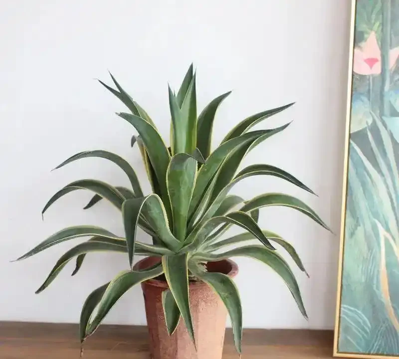 適合臥室養的八種花，安神又助眠、清雅又健康，一夜好夢睡得香！