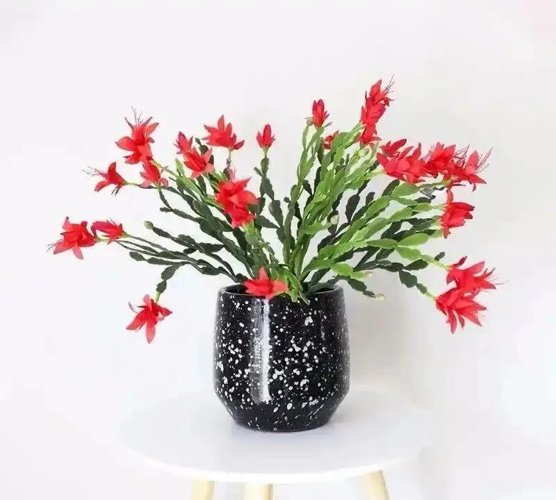 適合臥室養的八種花，安神又助眠、清雅又健康，一夜好夢睡得香！