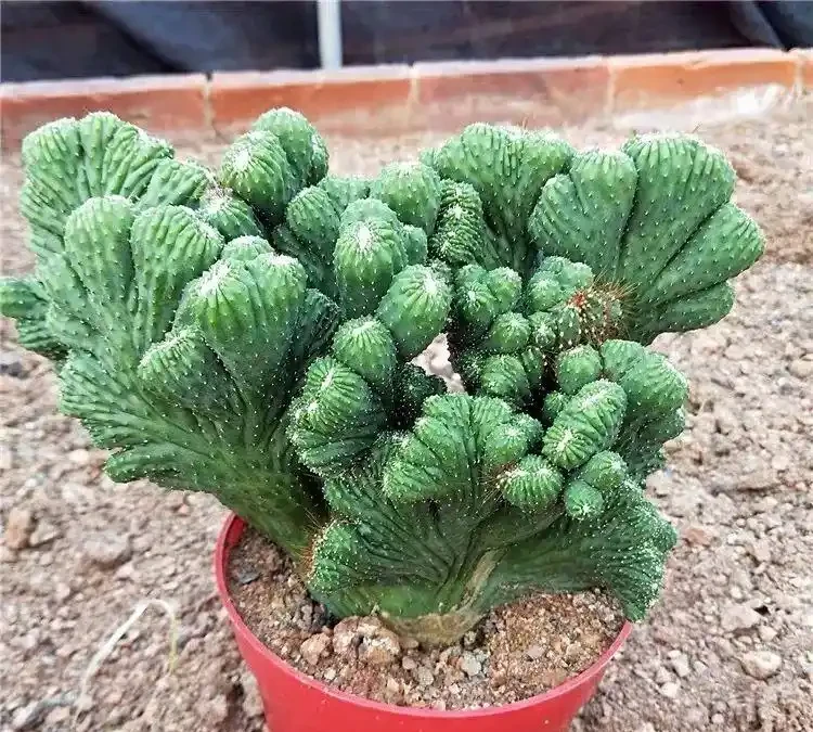 適合臥室養的八種花，安神又助眠、清雅又健康，一夜好夢睡得香！
