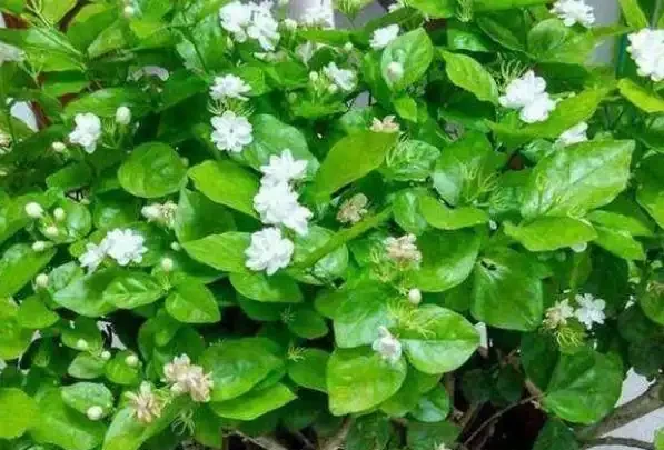秋季用硫酸亞鐵適當加點「料」，澆一次就改善，葉片快速變油綠